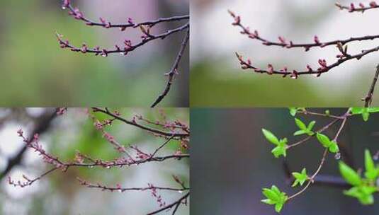 带水珠的枝芽特写高清在线视频素材下载