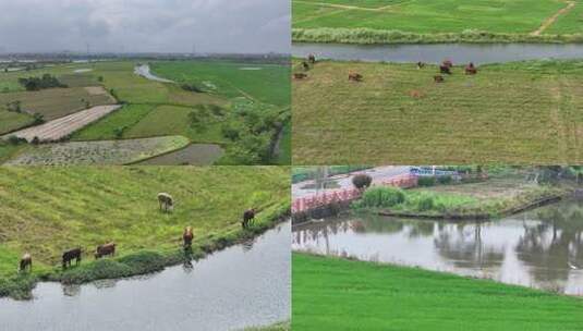 航拍乡村田野风光水牛高清在线视频素材下载