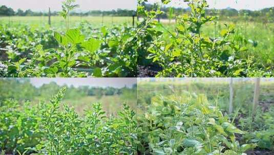 农田绿色植物特写高清在线视频素材下载