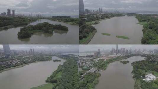 【4K】深圳湾红树林自然保护区大全景航拍高清在线视频素材下载