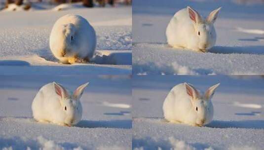 冬天雪地一只白兔子高清在线视频素材下载