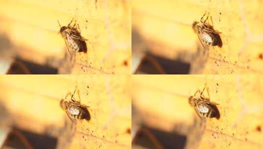蜂 蜜蜂 特写 光影 采蜜蜂 人工养殖高清在线视频素材下载