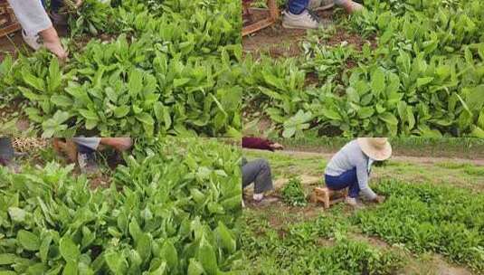 蔬菜种植无公害蔬菜 绿色农业高清在线视频素材下载