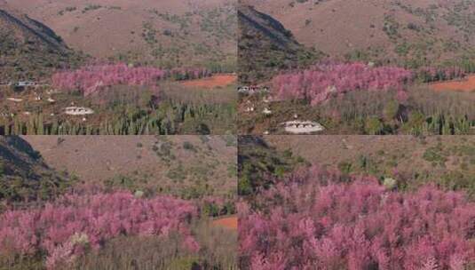 粉色花海点缀的山坡风景高清在线视频素材下载