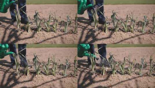 农民浇水的特写镜头高清在线视频素材下载