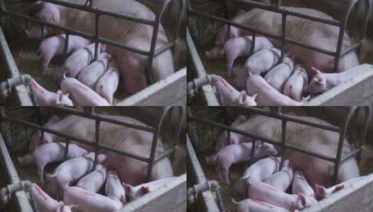 养殖场里的猪高清在线视频素材下载
