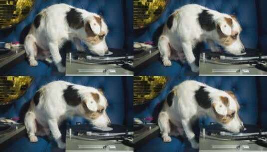 狗狗用爪子拨动DJ唱片高清在线视频素材下载