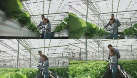 检查绿色有机蔬菜生长情况高清在线视频素材下载