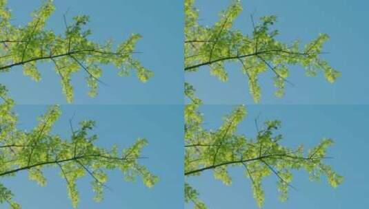 沼生栎树枝高清在线视频素材下载