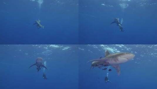 海底鲨鱼游动的特写镜头高清在线视频素材下载
