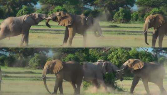 草地上争斗的大象高清在线视频素材下载