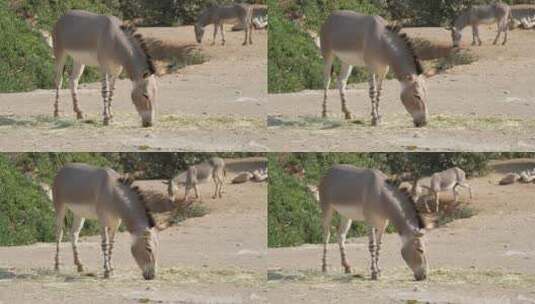 驴在吃草高清在线视频素材下载