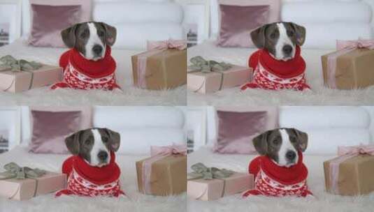 穿着新年衣服的寻回犬高清在线视频素材下载