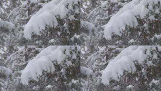 被雪覆盖的森林高清在线视频素材下载
