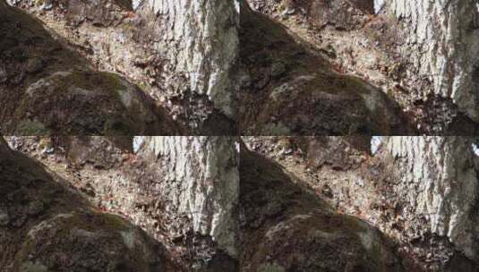 切叶蚁在丛林中沿着树干移动高清在线视频素材下载