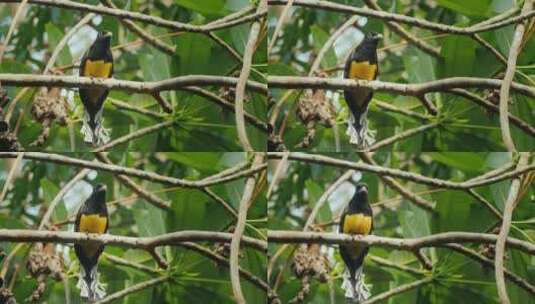 站在树枝上的黑头龙鸟高清在线视频素材下载