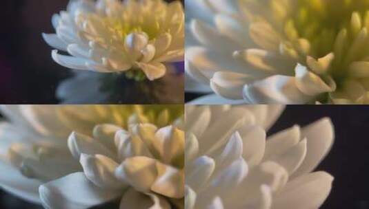 【镜头合集】微距鲜花摄影白菊花高清在线视频素材下载