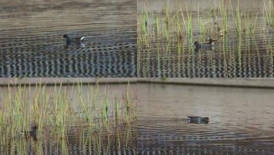 河里的鸭子群高清在线视频素材下载