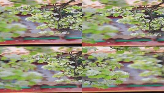 春天中国北京故宫博物院内绽放的梨花竖屏高清在线视频素材下载