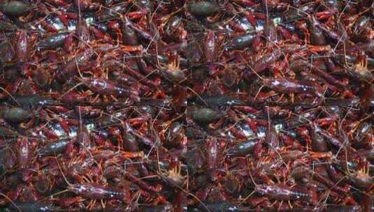 实拍 生鲜 海鲜 小龙虾 活体高清在线视频素材下载