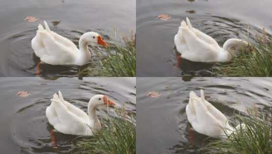 湖面上的白鹅高清在线视频素材下载