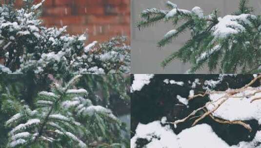 松树雪松白雪皑皑冬日冬天雪青松下雪风景高清在线视频素材下载