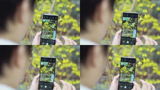 春天用手机拍摄迎春花的中国女性高清在线视频素材下载