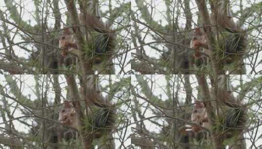 树上的松鼠在吃松果高清在线视频素材下载