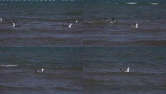 VIDEO0074海鸥 海面慢动作素材高清在线视频素材下载