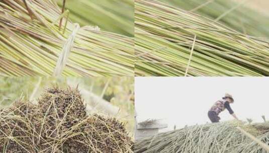 广东雷州半岛处理芦苇草高清在线视频素材下载