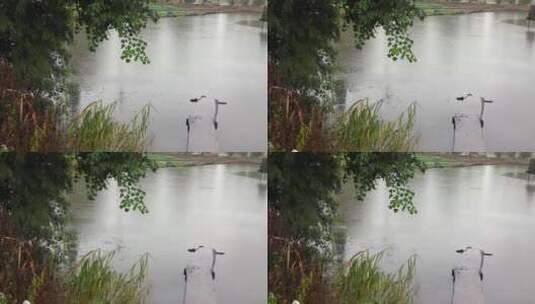4K实拍下雨天的池塘高清在线视频素材下载