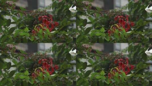 春雨中的花卉高清在线视频素材下载