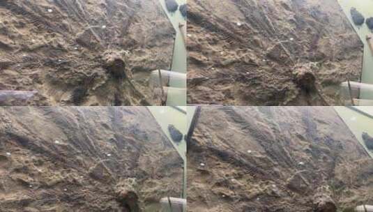 远古植物标本化石高清在线视频素材下载