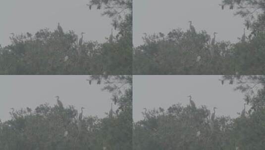 白鹭苍鹭栖息地实拍LOG视频素材高清在线视频素材下载