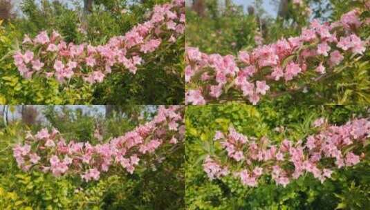 锦带花山花烂漫高清实拍特写视频素材高清在线视频素材下载