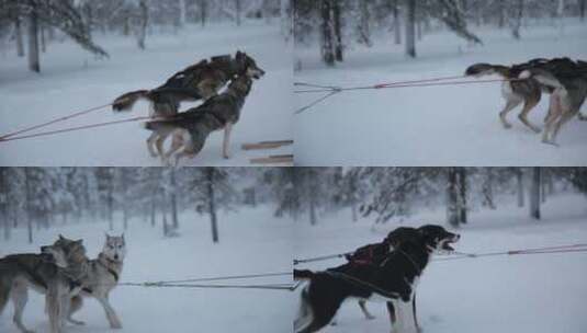 哈士奇在雪地拉雪橇高清在线视频素材下载