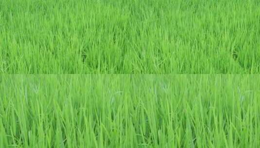 绿色稻田水稻禾苗杂草高清在线视频素材下载