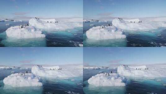 企鹅 帝企鹅 南极企鹅高清在线视频素材下载