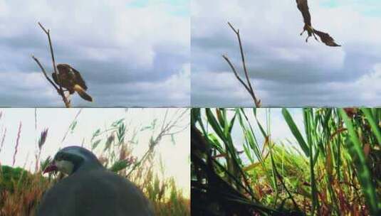 老鹰狩猎小动物飞入地面高清在线视频素材下载