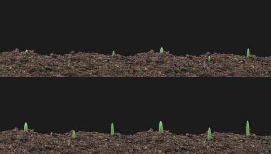 种子生长发芽破土而出高清在线视频素材下载