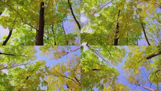 蓝天阳光照在东北公园树林里的秋天黄叶高清在线视频素材下载