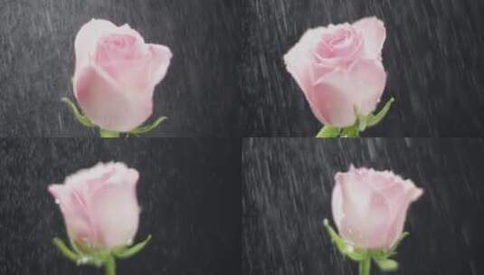 单支粉色玫瑰花旋转2高清在线视频素材下载