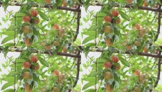 树上成熟的桃子高清在线视频素材下载