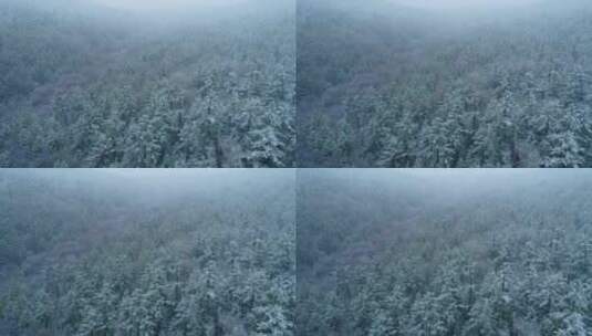 航拍春季降雪山林银装素裹高清在线视频素材下载