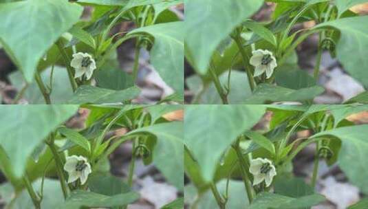 辣椒花朵特写镜头高清在线视频素材下载