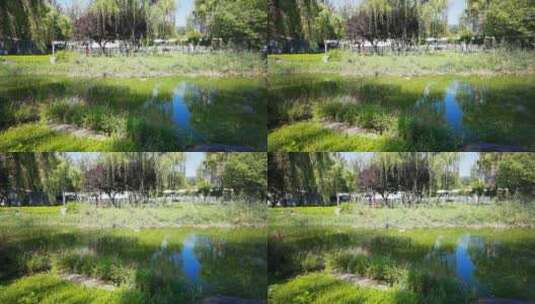 4K高清实拍曲江湿地生态公园高清在线视频素材下载