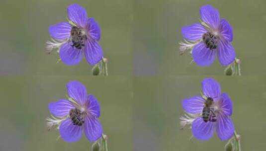 蜜蜂在紫色天竺葵花上采蜜高清在线视频素材下载