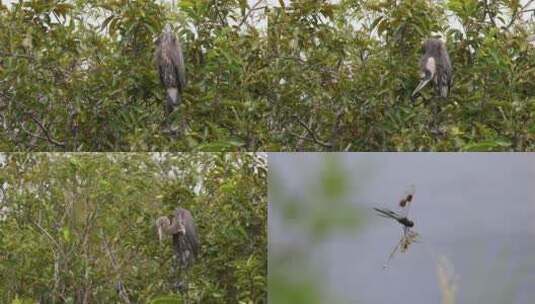 热带雨林鸟类昆虫蜥蜴捕食高清在线视频素材下载