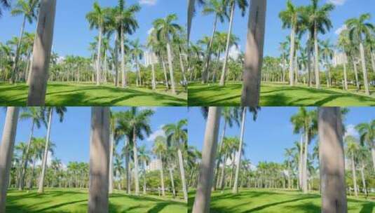唯美夏天阳光高大的棕榈树林大王椰子树高清在线视频素材下载