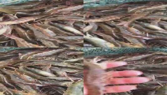 鲜活海对虾实拍高清在线视频素材下载